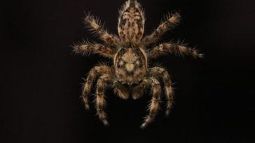 male-fantasy-spider-names