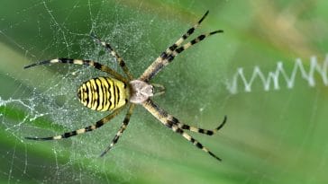 male-funny-spider-names