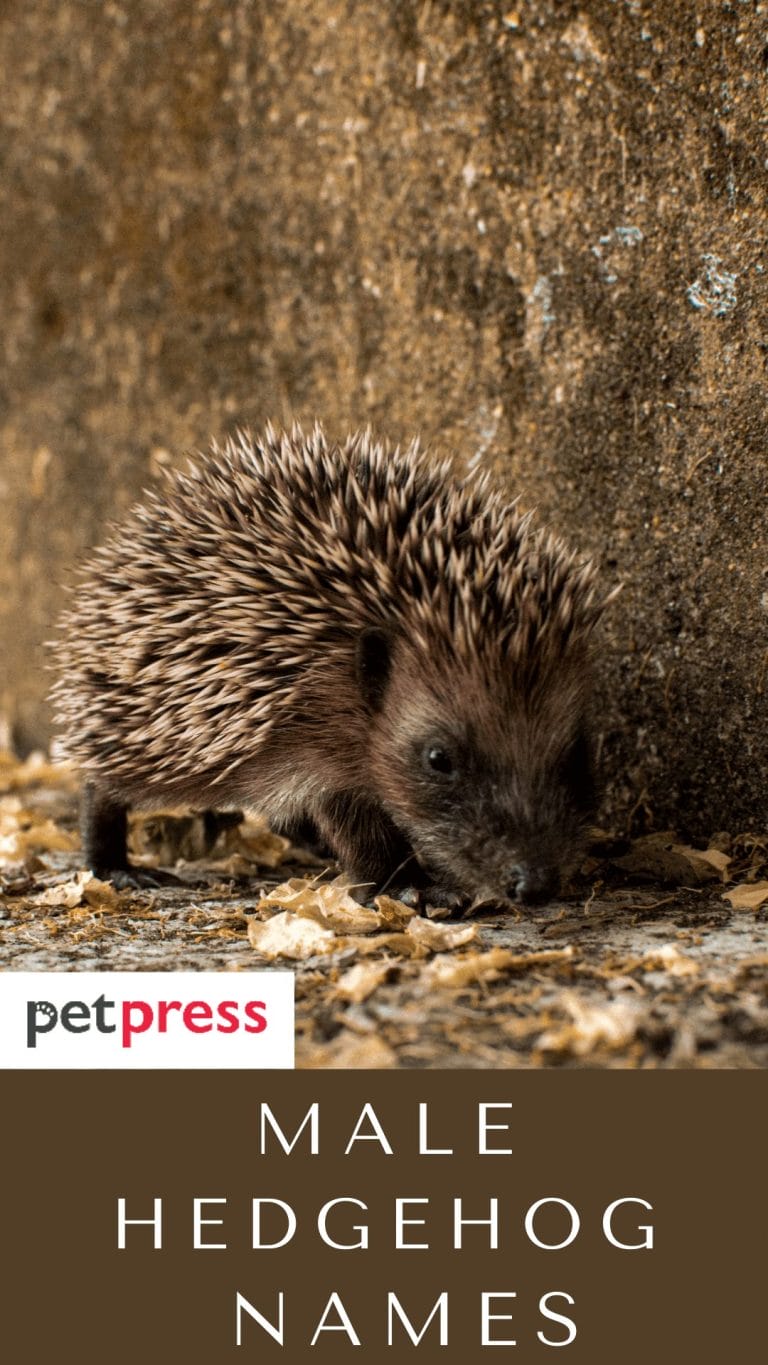 80+ Best Male Hedgehog Names For Your Adorable Pet Hedgehogs
