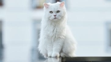 male-japanese-white-cat-names