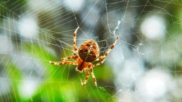 male-names-meaning-spider
