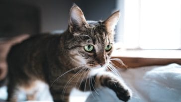 male-scandinavian-cat-names