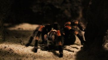 male-tarantula-names