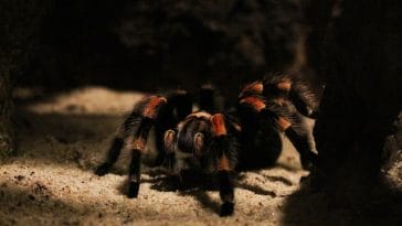 male-tarantula-names