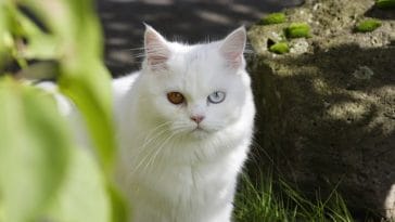 male-white-persian-cat-names