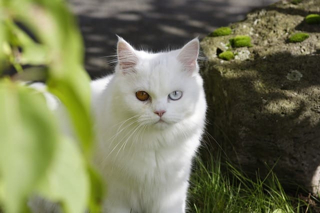male-white-persian-cat-names
