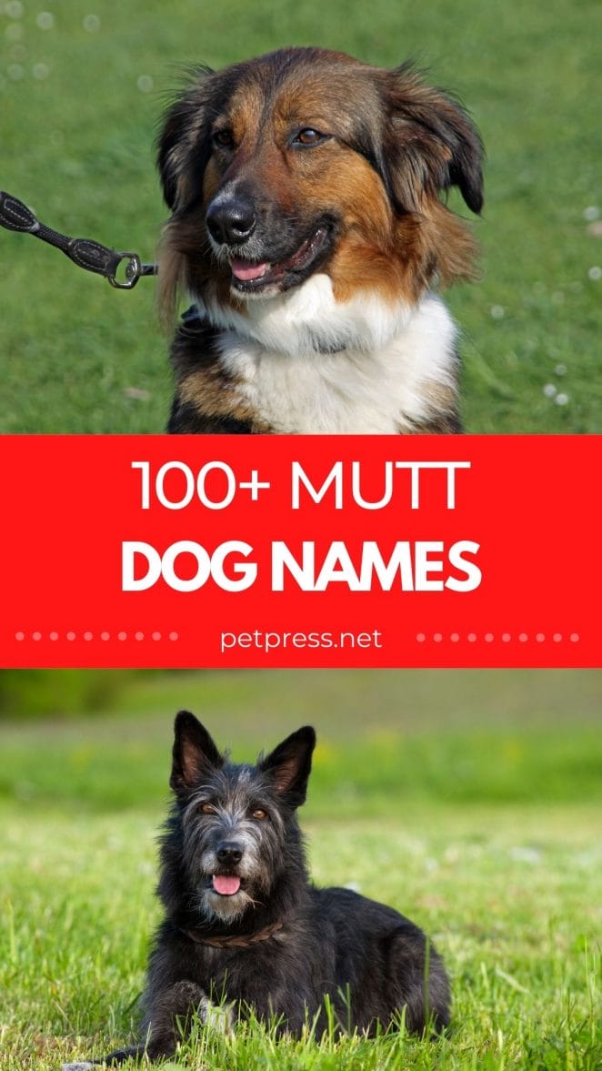 mutt dog names