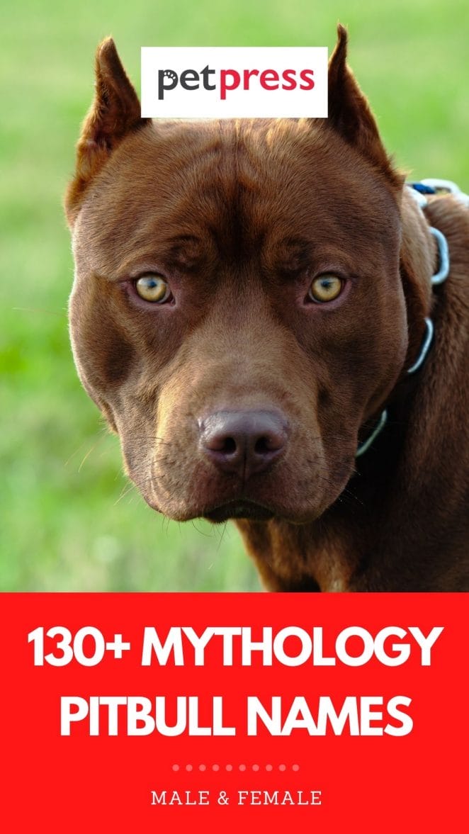 mythology pitbull names