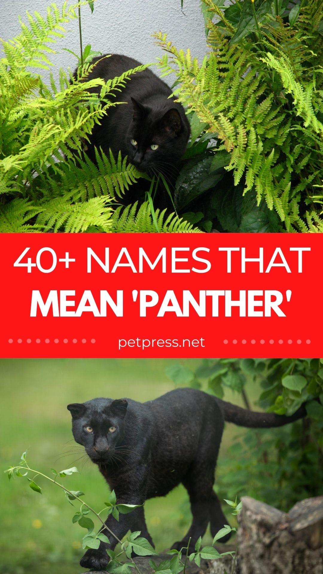 40+ Names Meaning 'Panther' The Best Names for Your Fierce Animal
