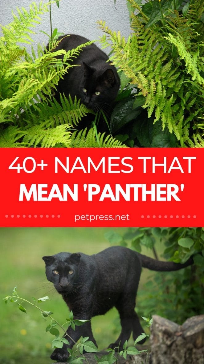 names that mean panther