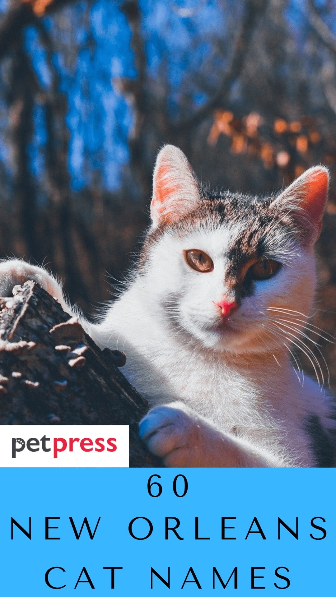 60 New Orleans And Louisiana Cat Names For Male And Female Cats