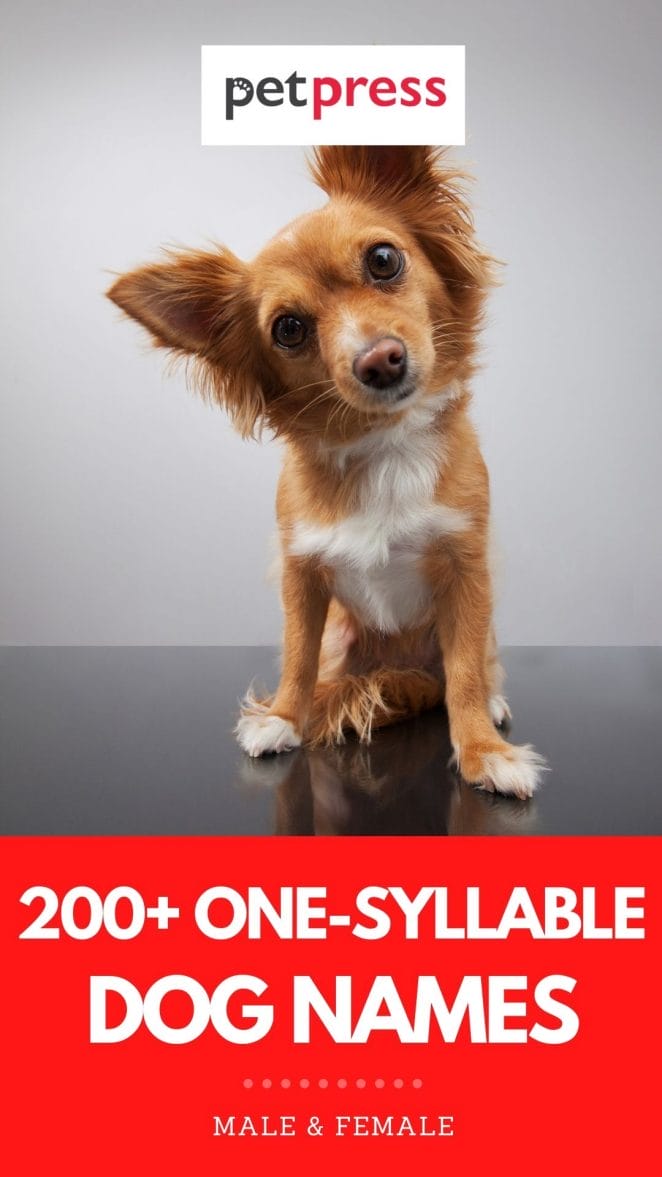 one-syllable dog names