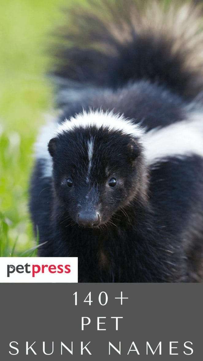 140+ Best Pet Skunk Names For Your Adorable Pet Skunks