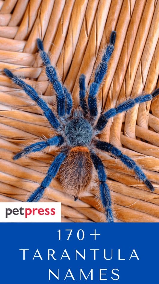 170+ Pet Tarantula Names Best Name Ideas For Your Pet Tarantula