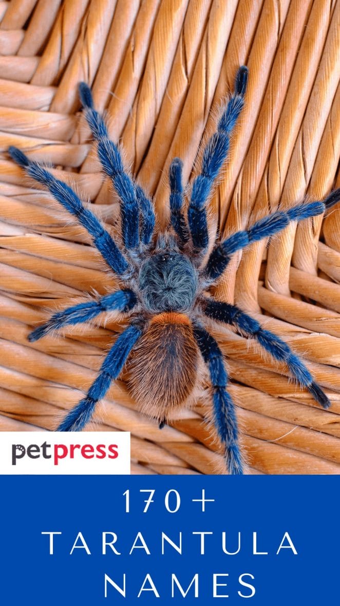 pet-tarantula-names