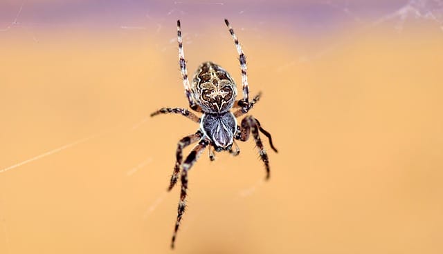 80 Funny And Hilarious Spider Names For Your Pet Spiders 80 Funny And Hilarious Spider Names For Your Pet Spiders