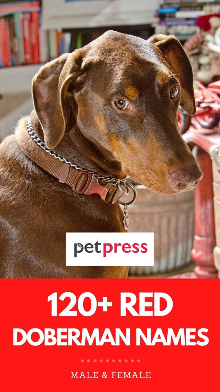 120+ Best Red Doberman Dog Names For These Rare Dogs