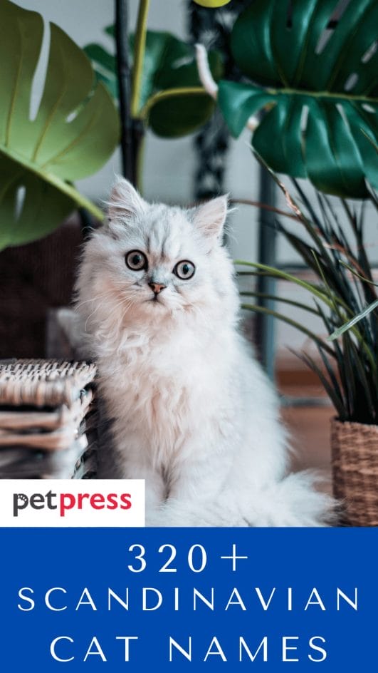 320+ Scandinavian Cat Names Best Name Ideas For Your Feline Friends