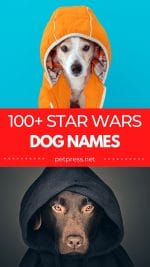 100+ Star Wars Dog Names: Dog Names Inspired by Star Wars