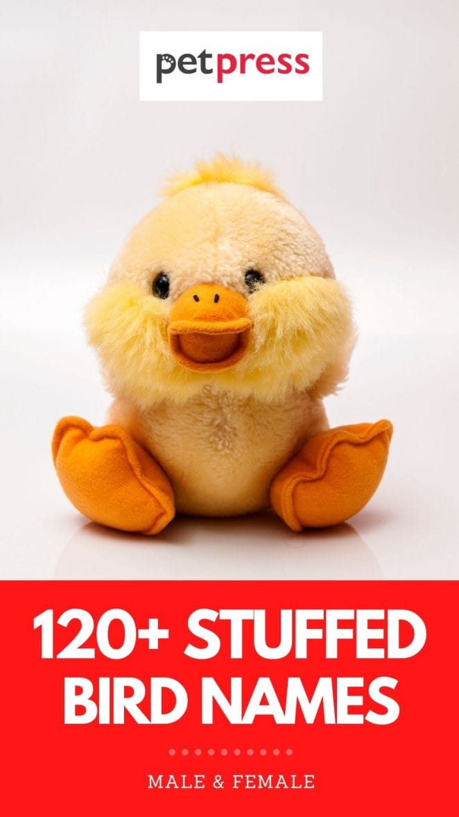 stuffed bird names
