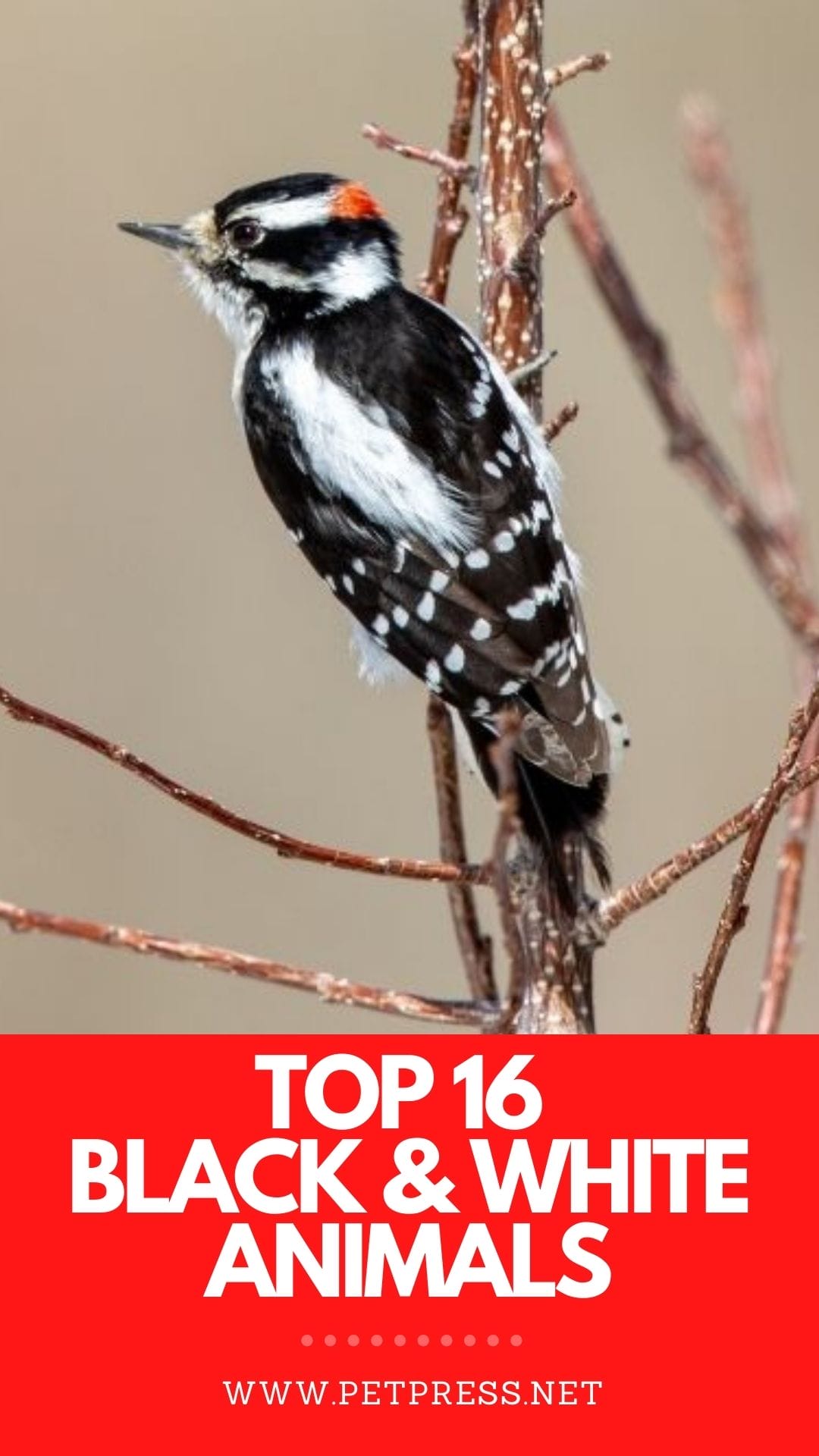 16 of the Best Black and White Animals in the World