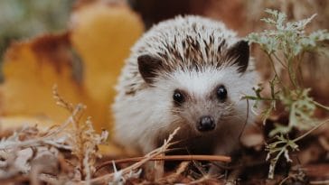 top-famous-hedgehog-names