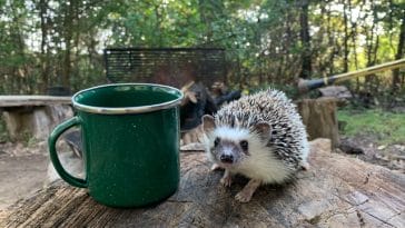 top-male-hedgehog-names