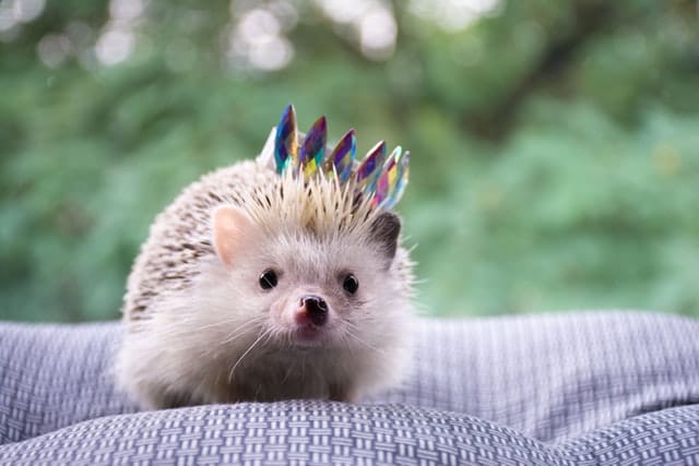 unique-female-hedgehog-names