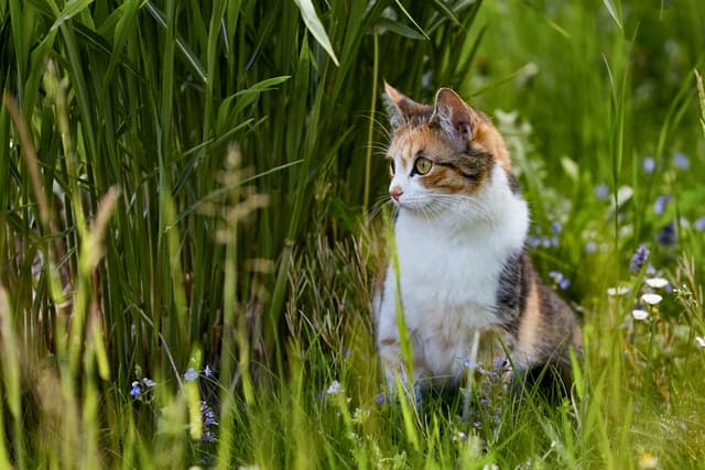 unisex-finnish-cat-names