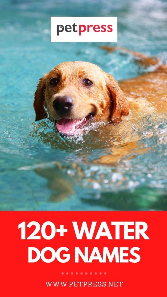 water dog names