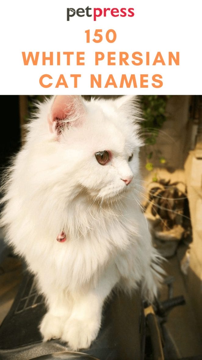white-persian-cat-names