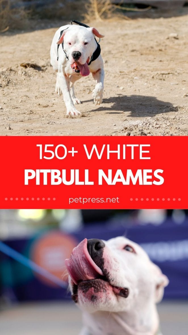white pitbull names