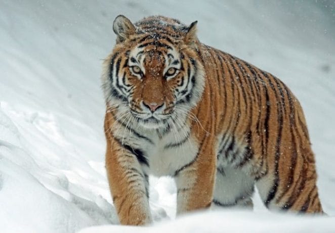 1 - Amur Tigers (Siberian Tiger)