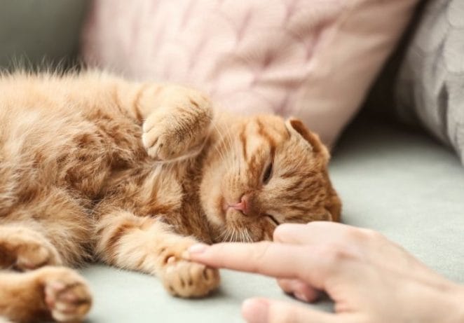 Give your cat lots of love and attention