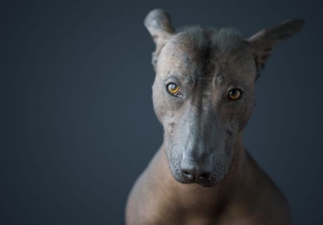 1. Hairless Dogs