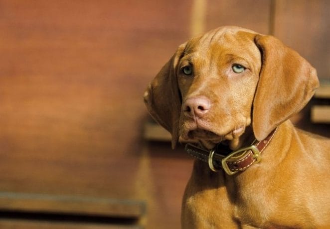 1. Vizsla