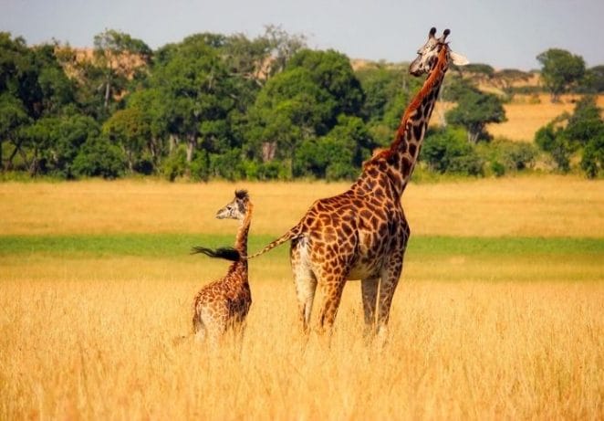 The Top 10 Tallest Animals in the World