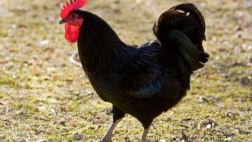 100+ Best Black Rooster Names - Name Ideas for Your Feathered Friend