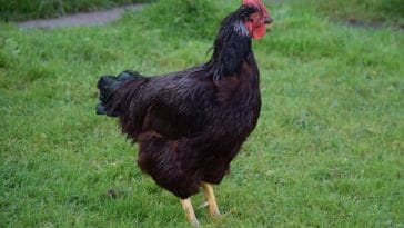 100+ Black Chicken Names - Names for Your Dark Feathered Friend