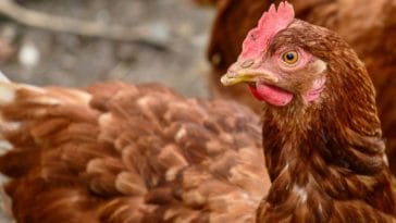 100+ Brown Chicken Names - Choose the Perfect Name for Your Flock