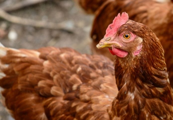 100+ Brown Chicken Names - Choose the Perfect Name for Your Flock