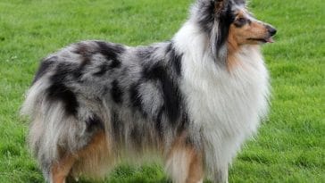 100+ Merle Dog Names for Your Beautiful Coated Pup