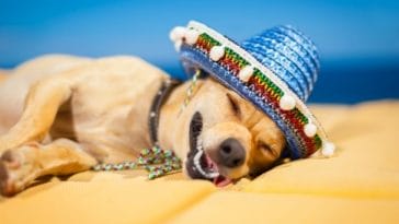 120+ Latin Names for a Dog - The Best Latin Dog Names