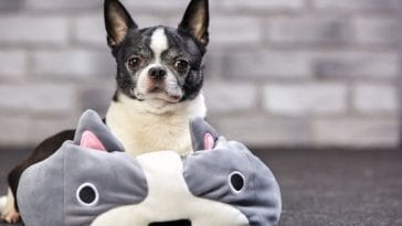 130+ Best Pokémon Dog Names - Dog Names Inspired by Pokémon