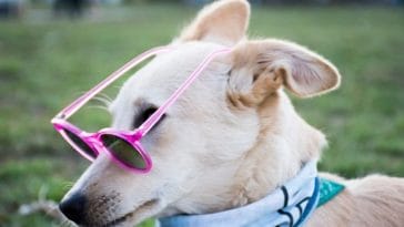 140+ Best Designer Dog Names for Your Fashion-Inspired Pet