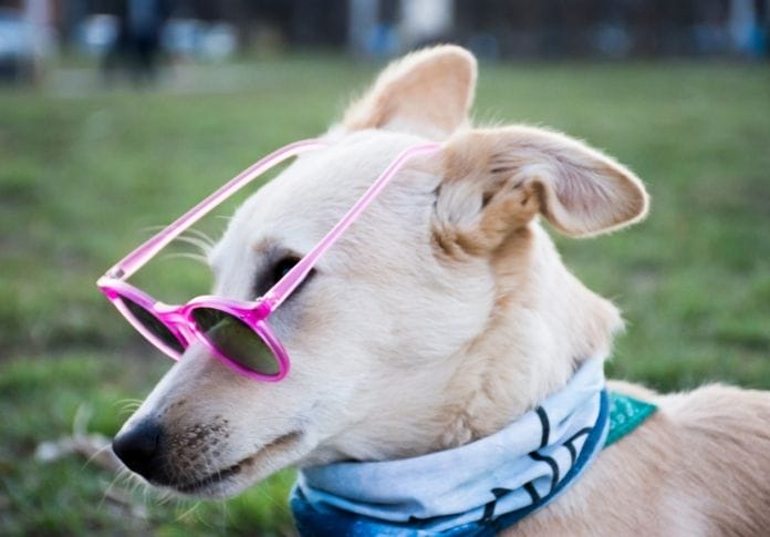 140+ Best Designer Dog Names for Your Fashion-Inspired Pet