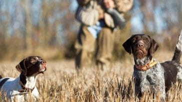 150+ Best Gun Dog Names - Name Ideas for Your Hunting Pooch