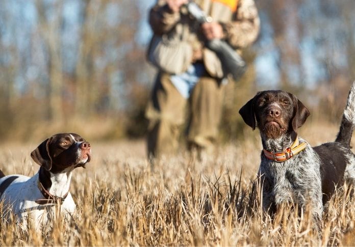 150+ Best Gun Dog Names - Name Ideas for Your Hunting Pooch