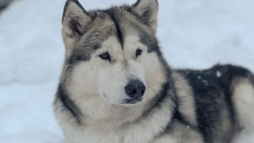150+ Best Wolf Dog Names - Unique and Popular Names for Your Wolf Dog