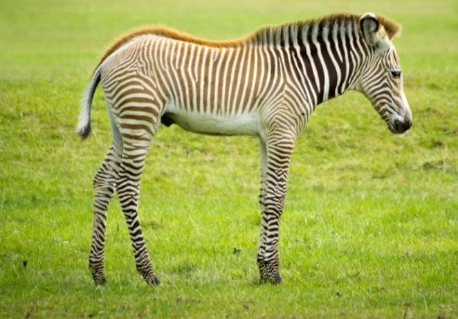 2 - Grevy's Zebra